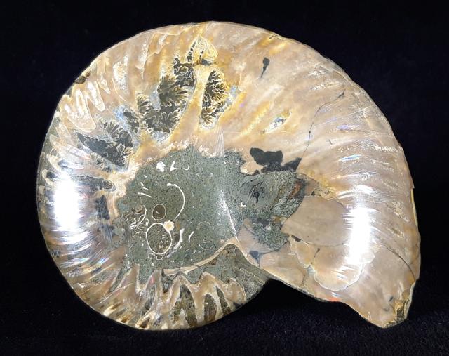 Cleoniceras (Grycia) besairiei COLLIGNON 1949 - Bild © FossNet FossilienStore